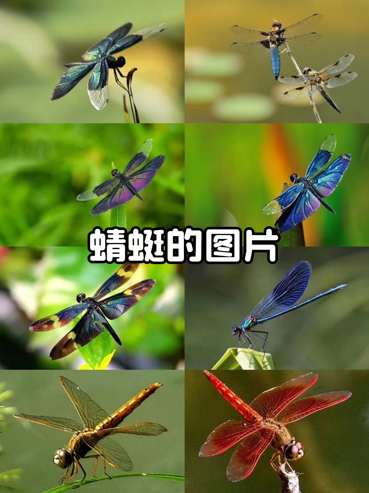蜻蜓有什么特点